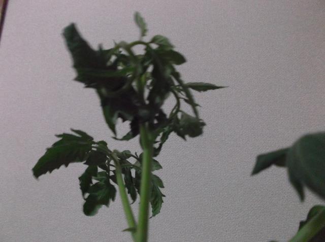 ミニトマトの葉と茎が丸まくなる現象 銀メモ Silverymemo