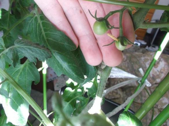 growing_cherry_tomatoes